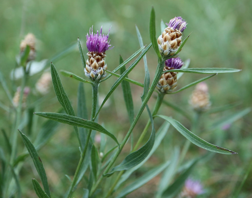 Centaurea jacea subsp. jacea