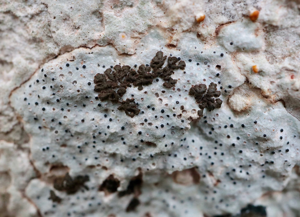 Pseudoleptogium diffractum