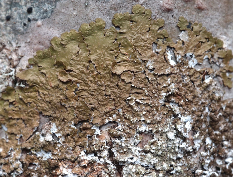 Melanelixia subaurifera alnus