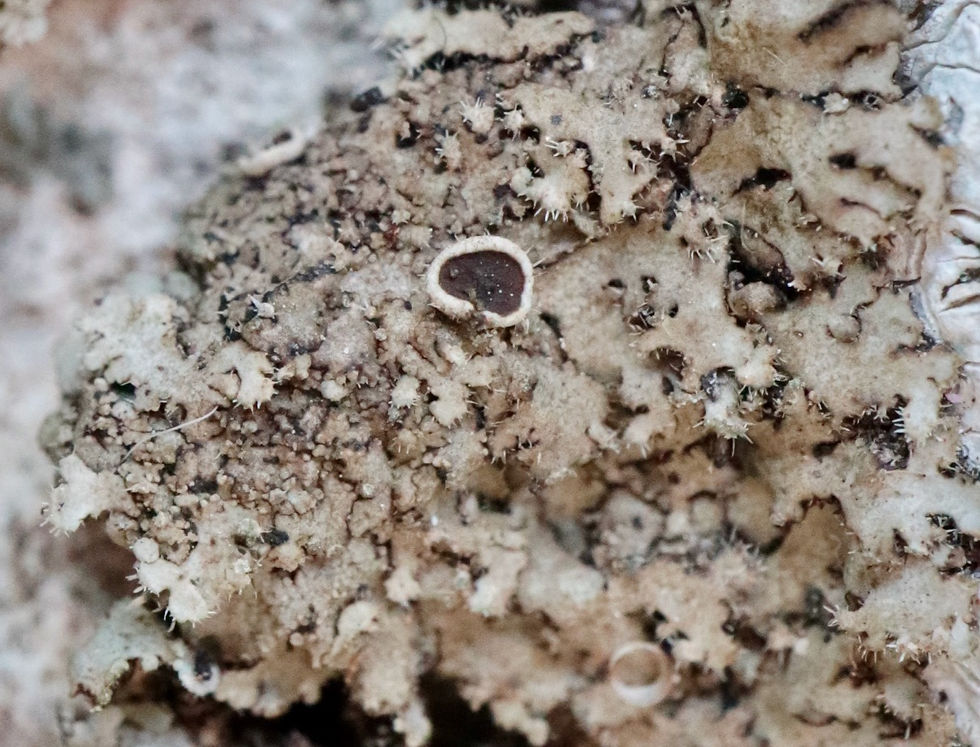 Phaeophyscia hirsuta