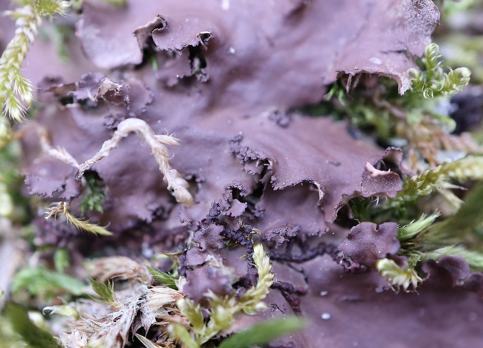 Peltigera praetextata