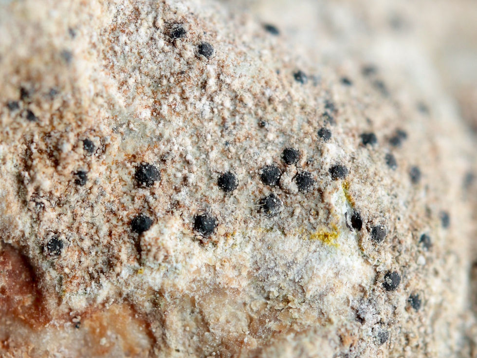 Porina linearis