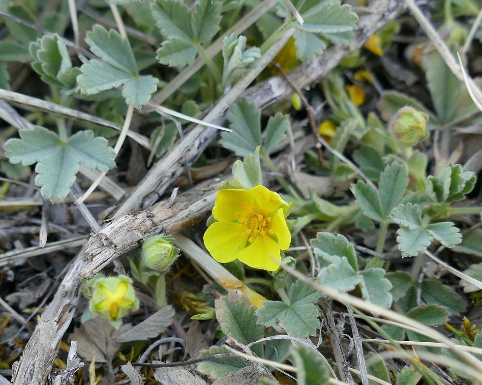 Potentilla cinerea