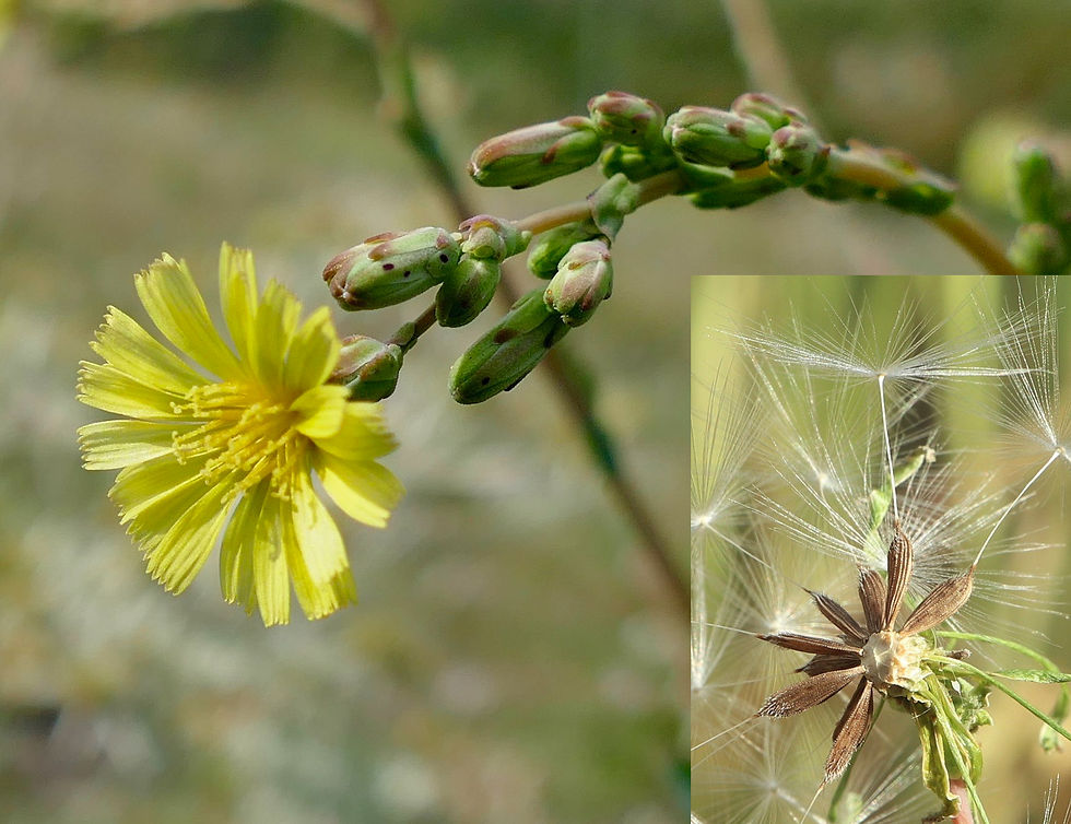 Lactuca seriola