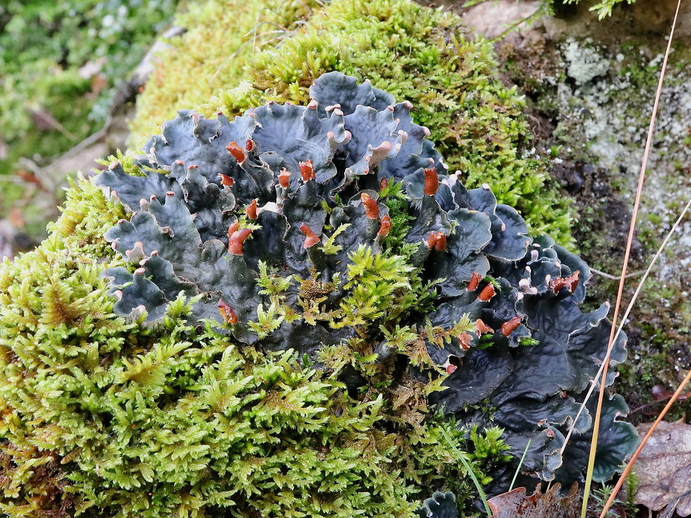 Peltigera canina