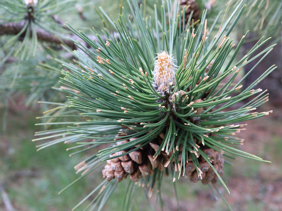 Pinus nigra