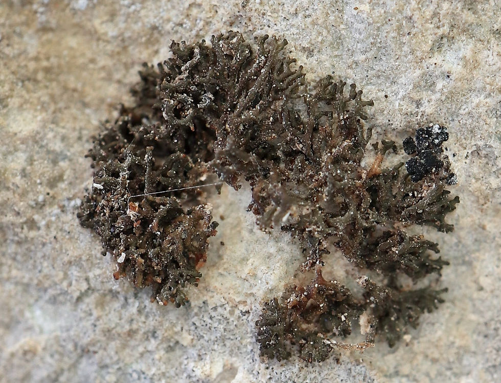 Scytinium massiliense