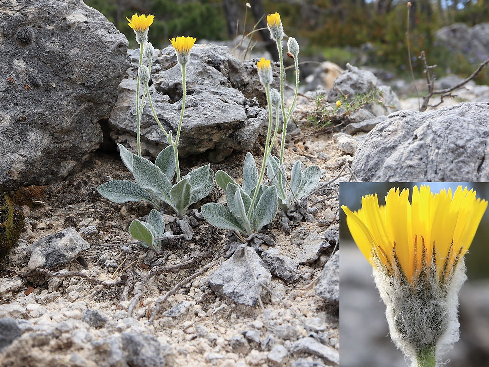 Hieracium tomentosum