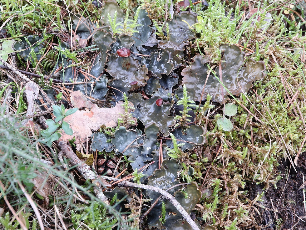 Peltigera horizontalis