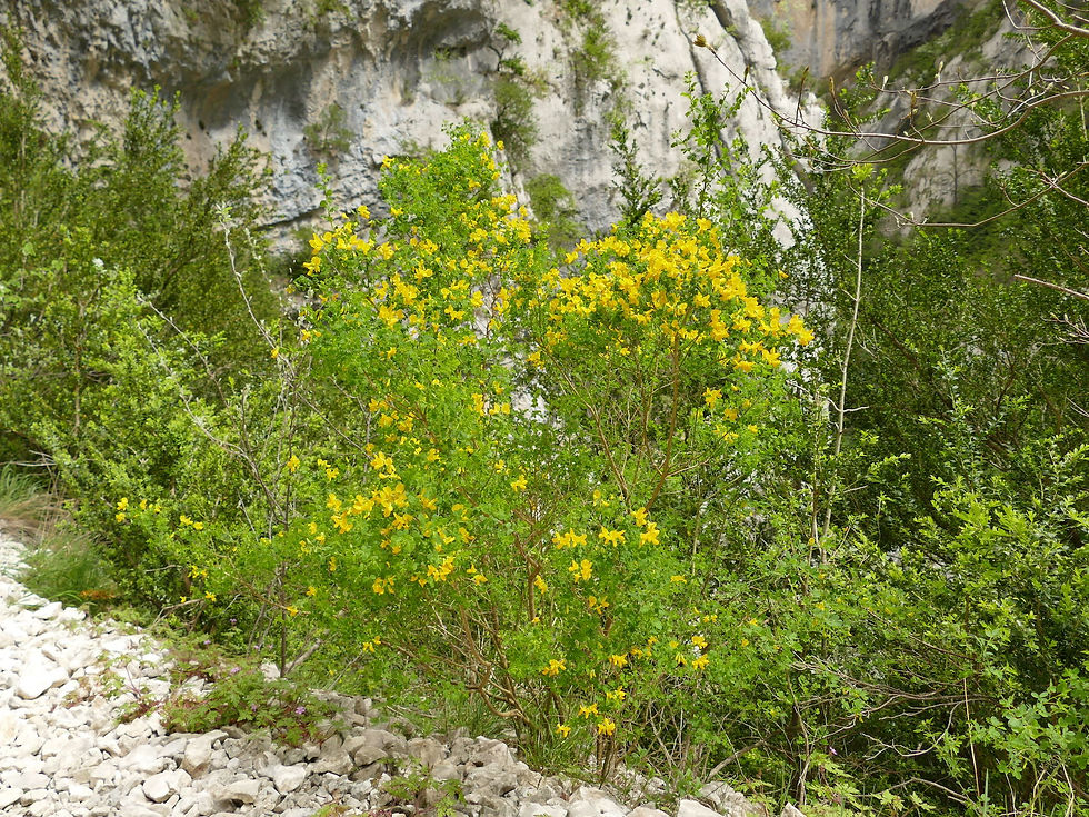 Cytisophyllum sessilifolium