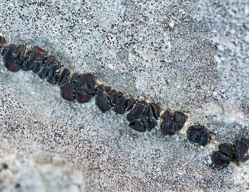 Sarcogyne praetermissa