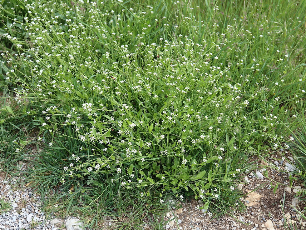 Calepina irregularis