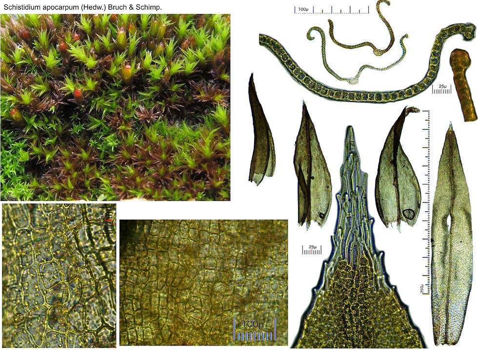 Schistidium apocarpum