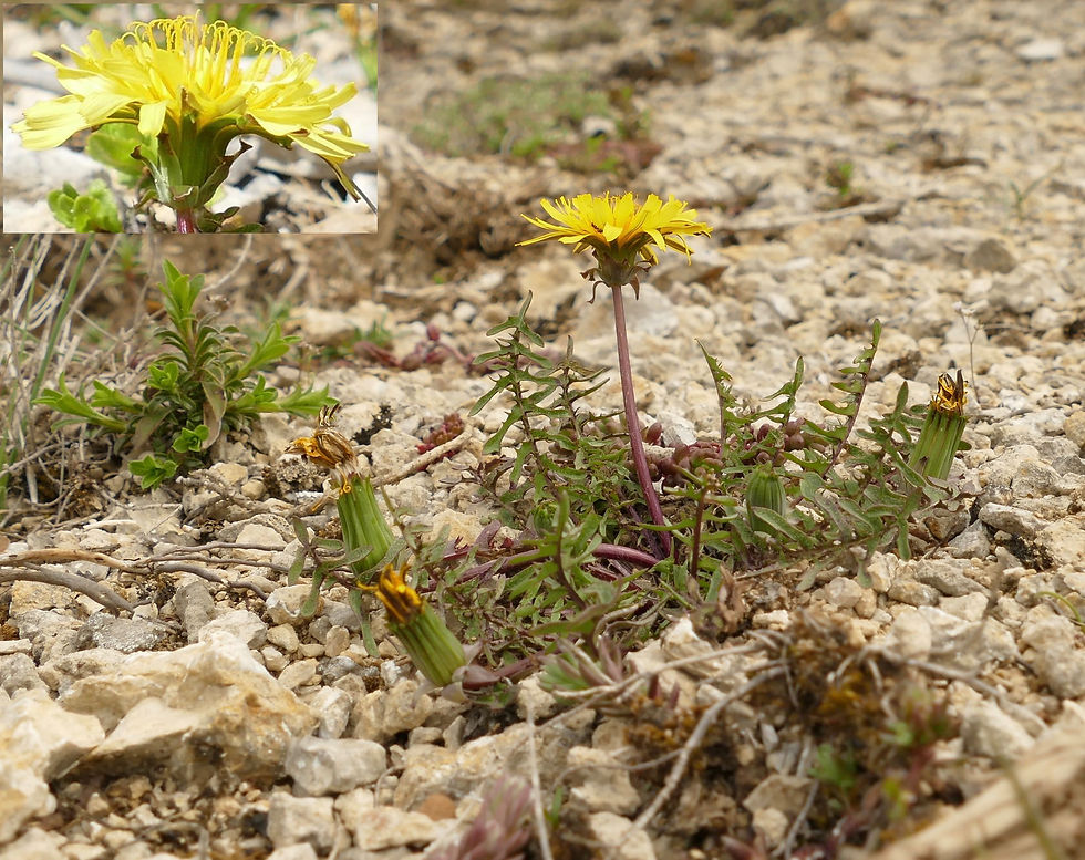 Taraxacum erythrospermum
