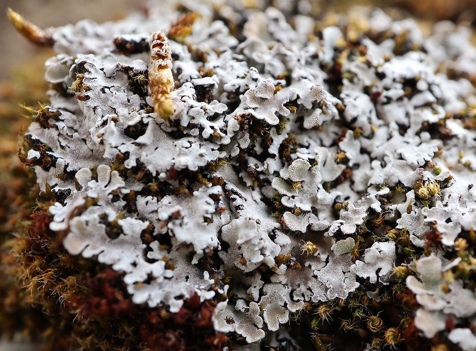 Physconia muscigena
