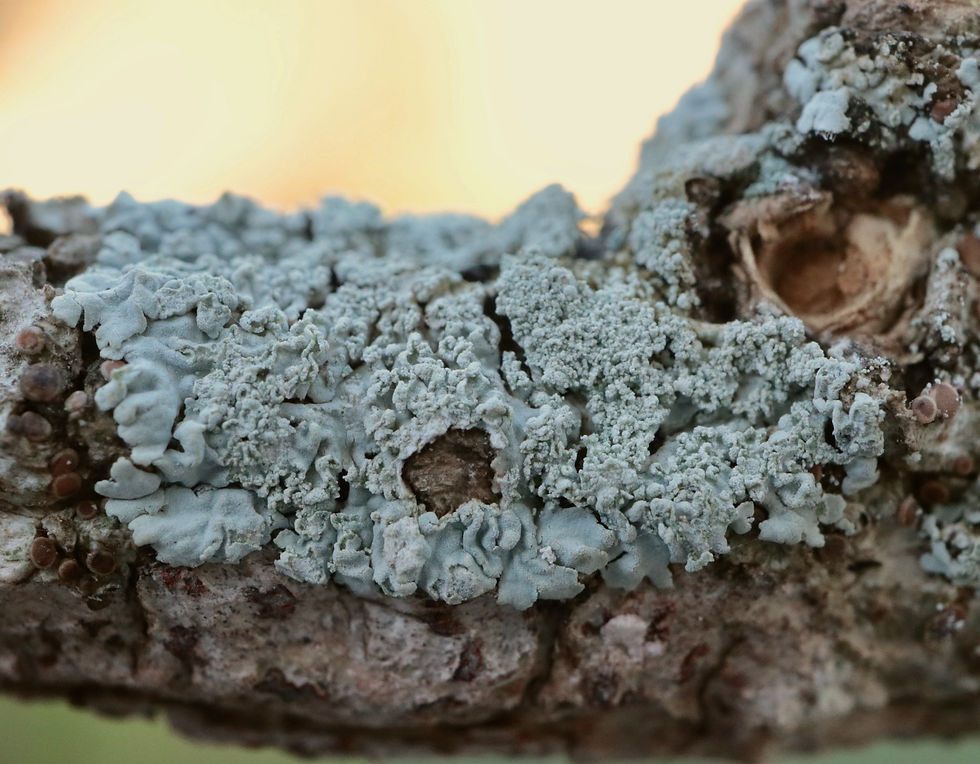 Physcia clementei Buxus