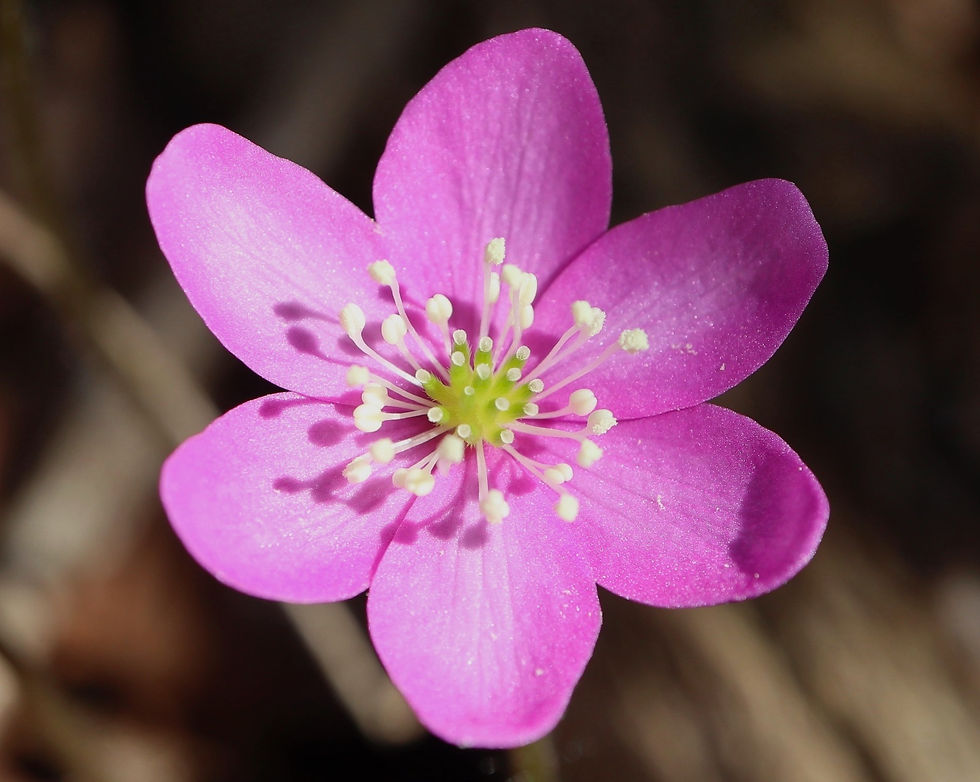 Hepatica nobilis