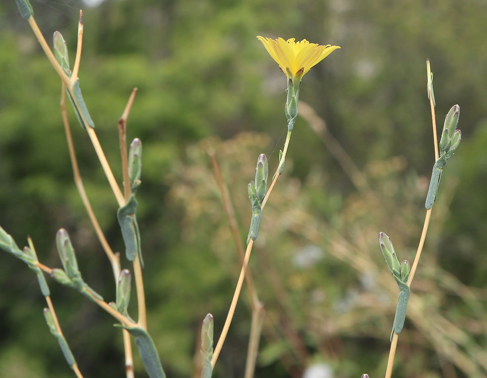 Lactuca viminea