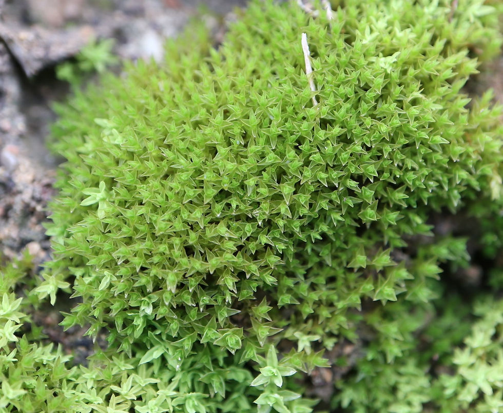 Didymodon luridus