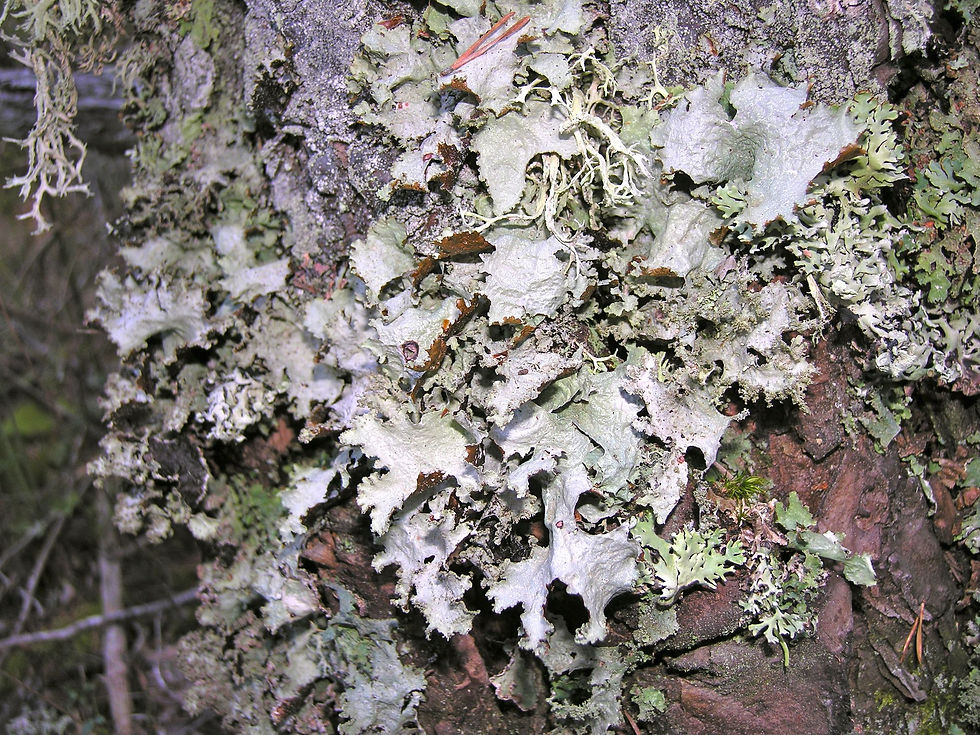 Platismatia glauca Pinus