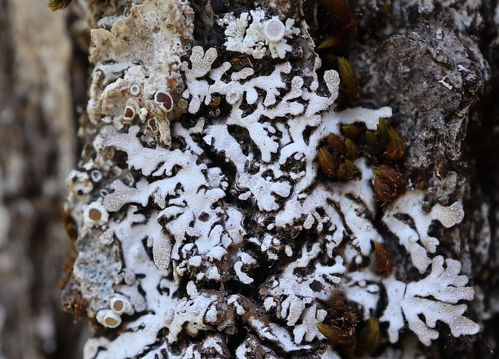 Physconia servitii Quercus