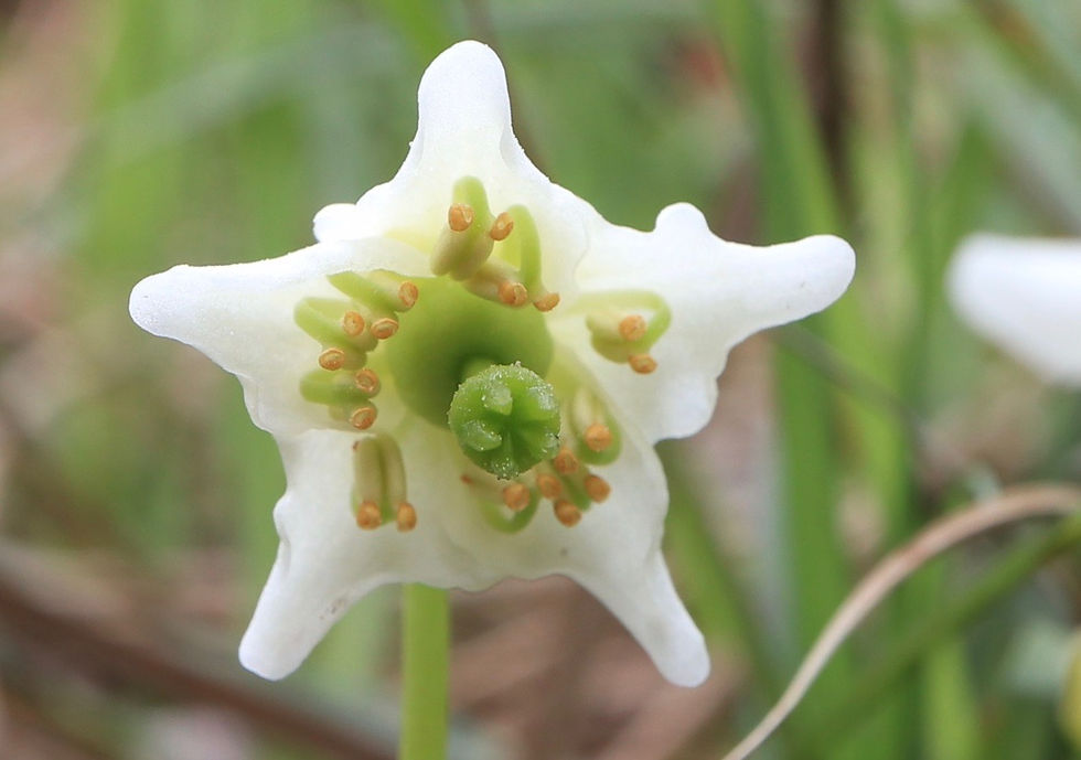 Moneses uniflora