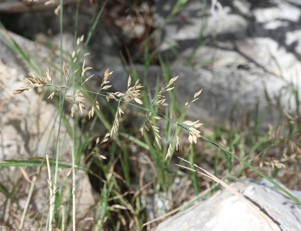 Poa annua var. reptans