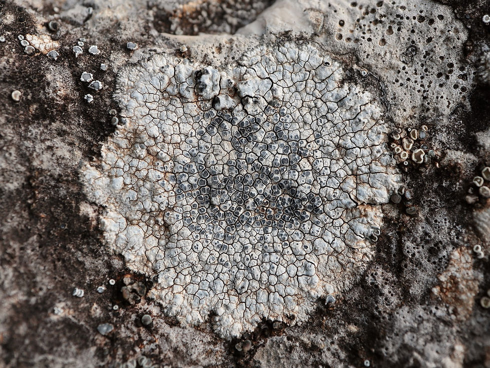 Pyrenodesmia chalybaea
