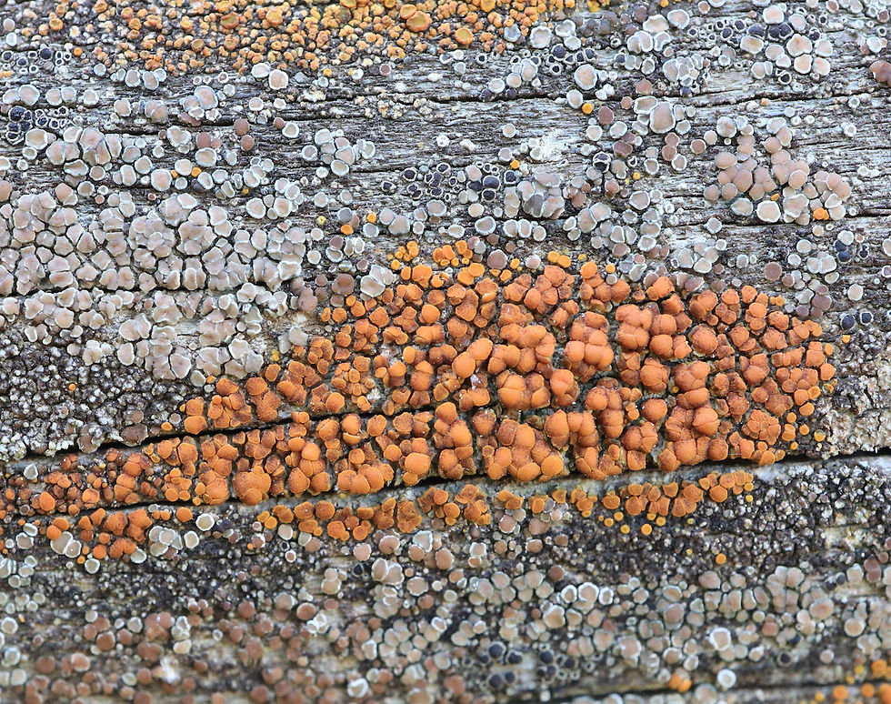 Athallia holocarpa