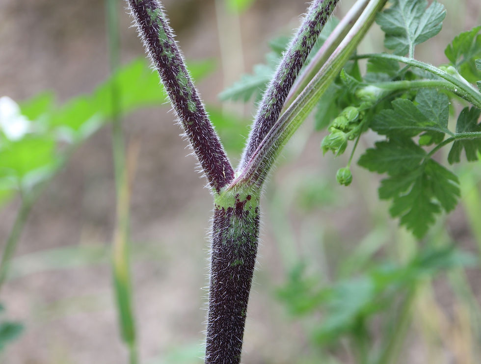 Chaerophyllum temulum