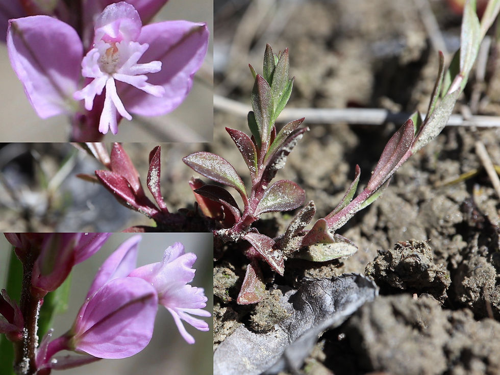 Polygala amarella