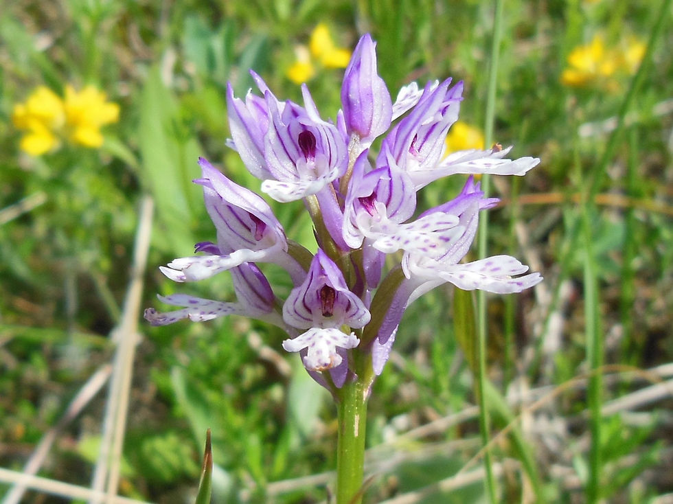 Neotinea tridentata