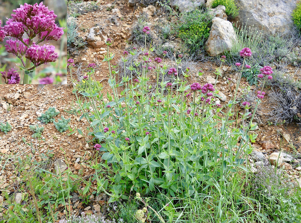 Centranthus ruber