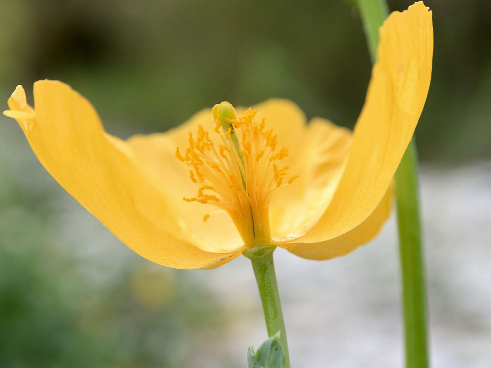Glaucium flavum