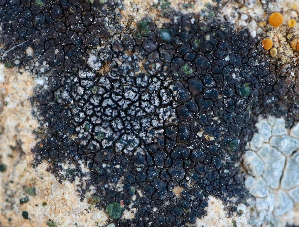 Placopyrenium fuscellum sur Verrucaria nigrescens