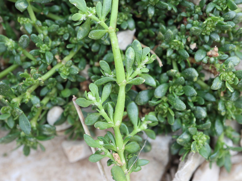 Herniaria glabra