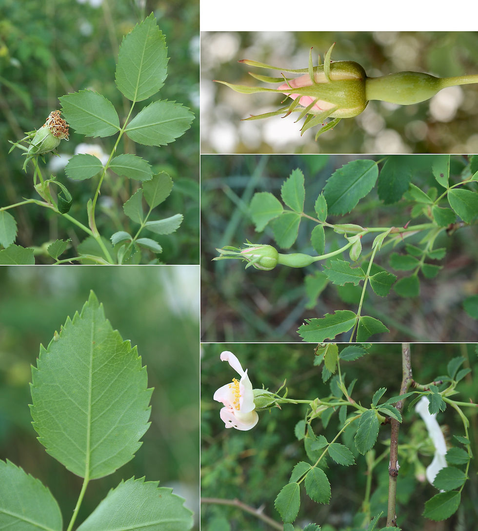 Rosa caninae canina