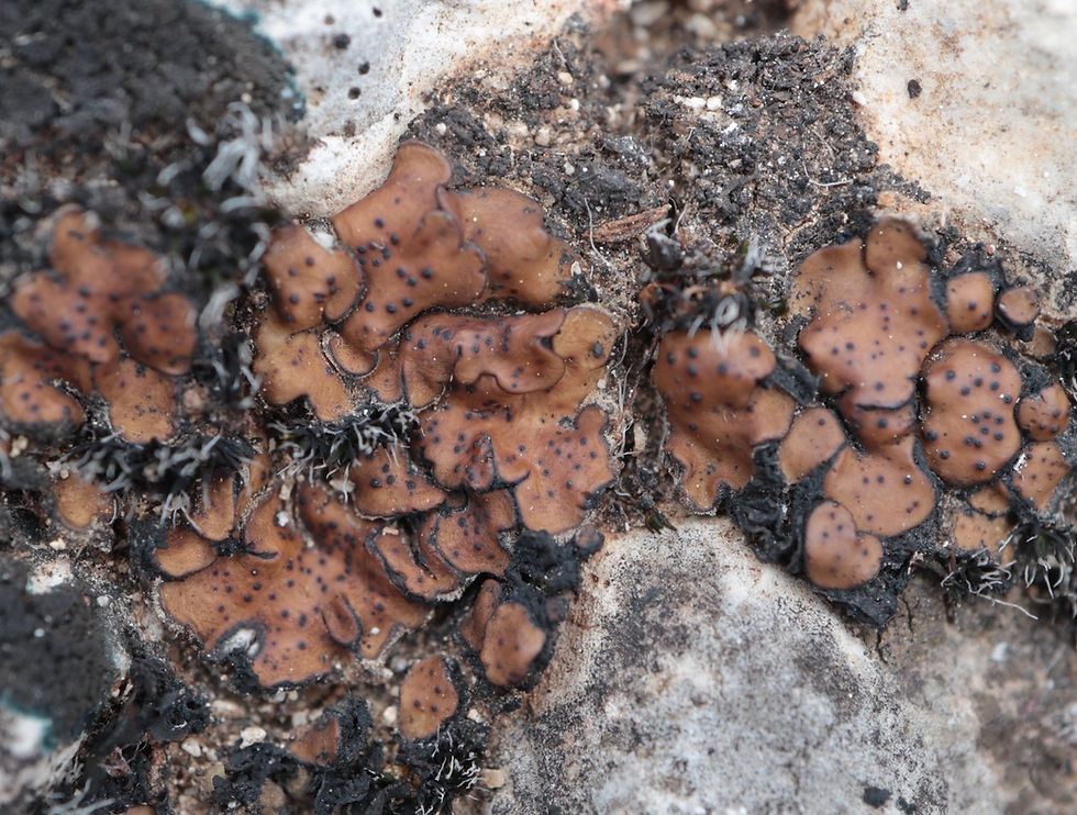 Placidium pilosellum