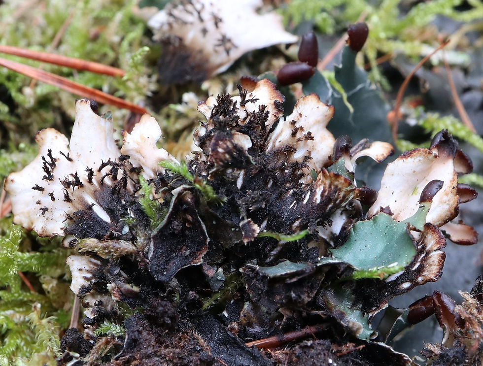 Peltigera neckeri