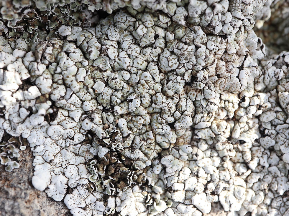 Squamarina cartilaginea chémo. pseudocrassa P-