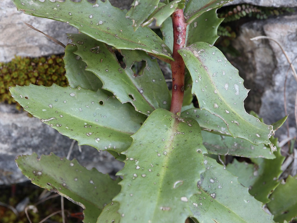 Hylotelephium maximum