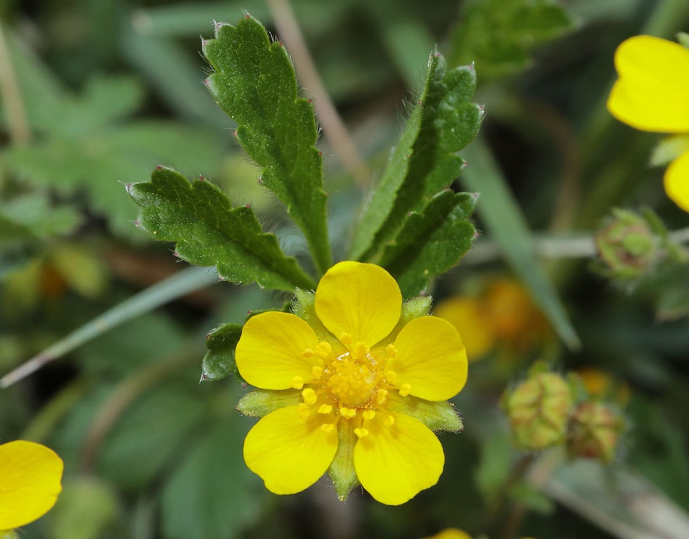 Potentilla reptans
