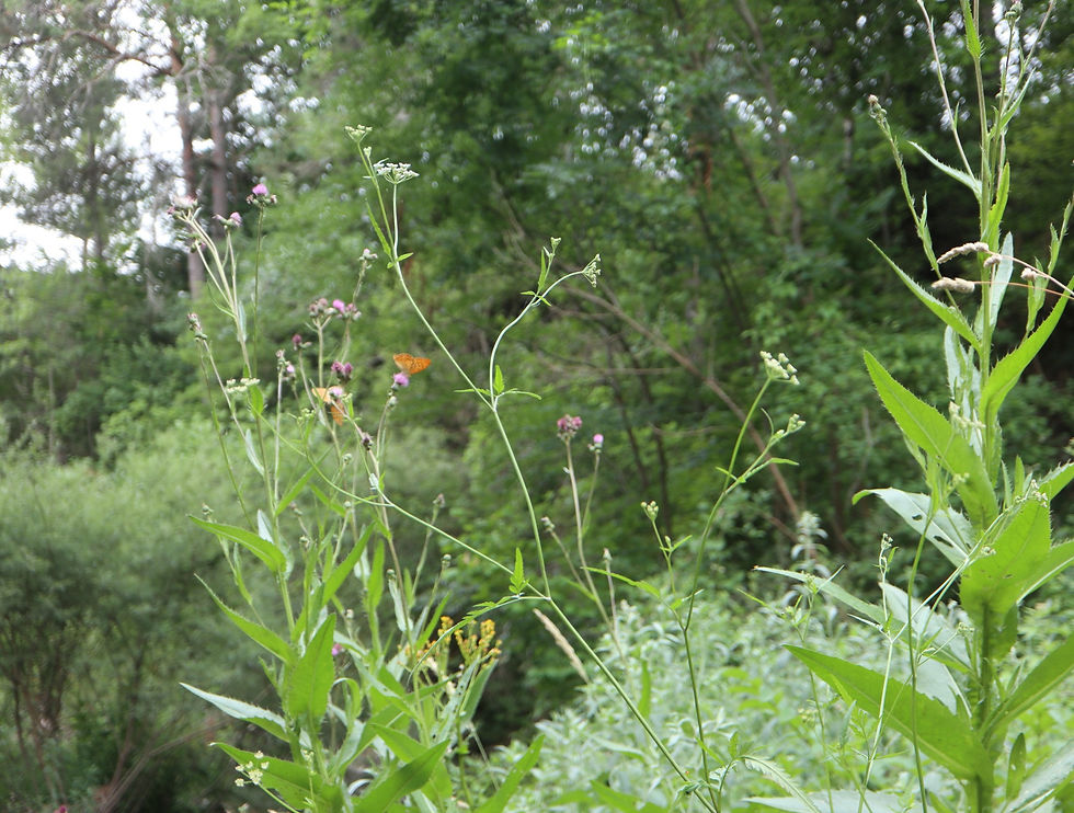 Torilis arvensis var. anthriscoides