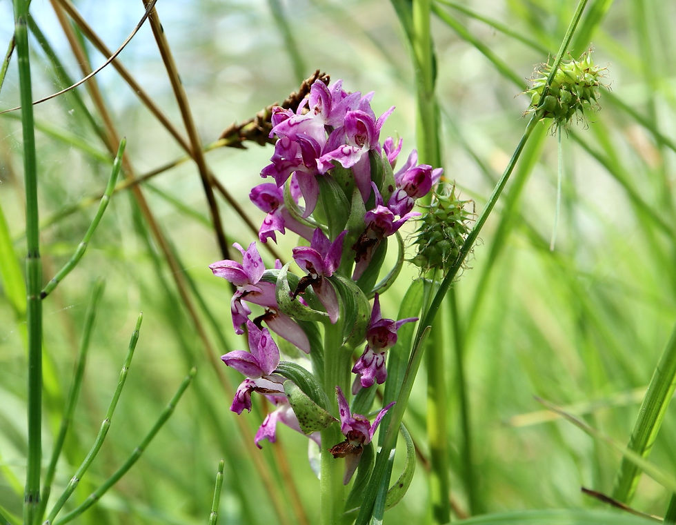 Dactylorhiza incarnata