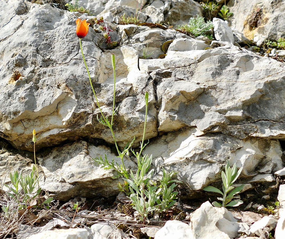 Papaver argemone