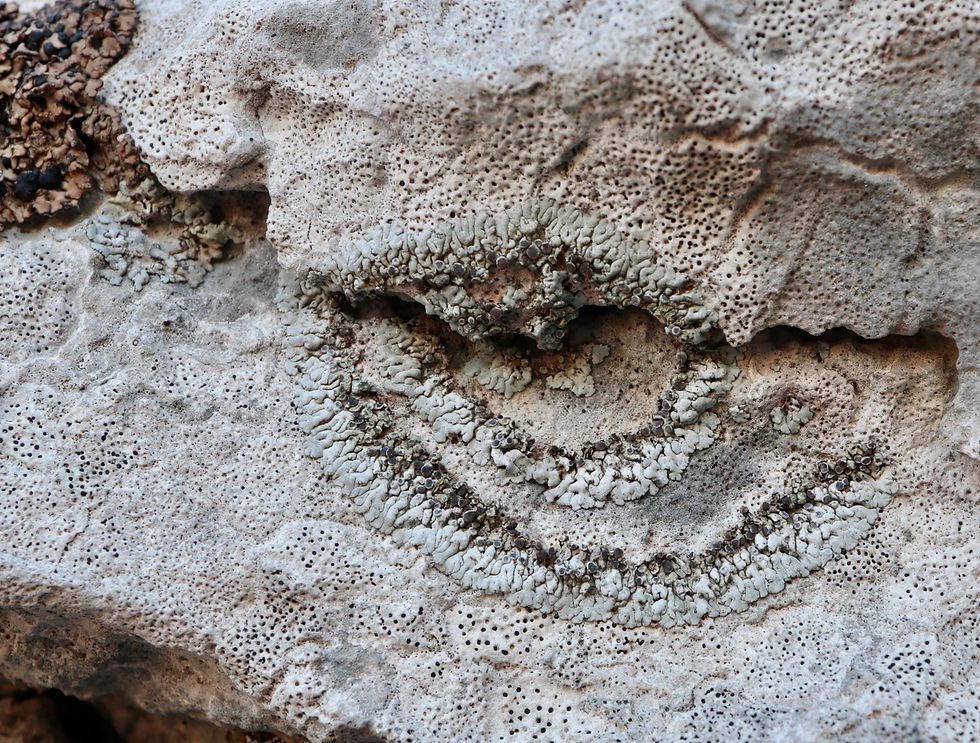 Solenopsora cesatii