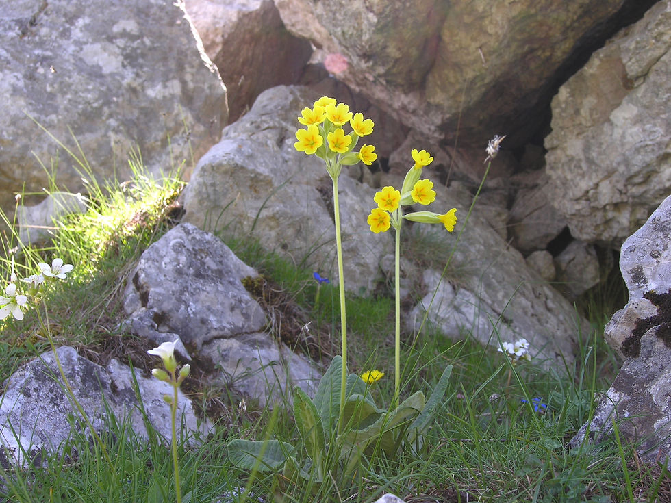 Primula veris subsp. columnae