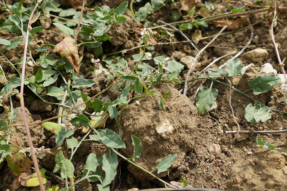 Fallopia convolvulus
