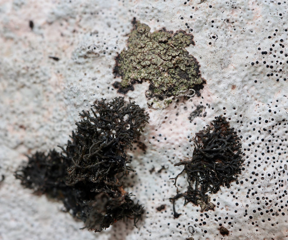 Scytinium massiliense avec Catillaria lenticularis
