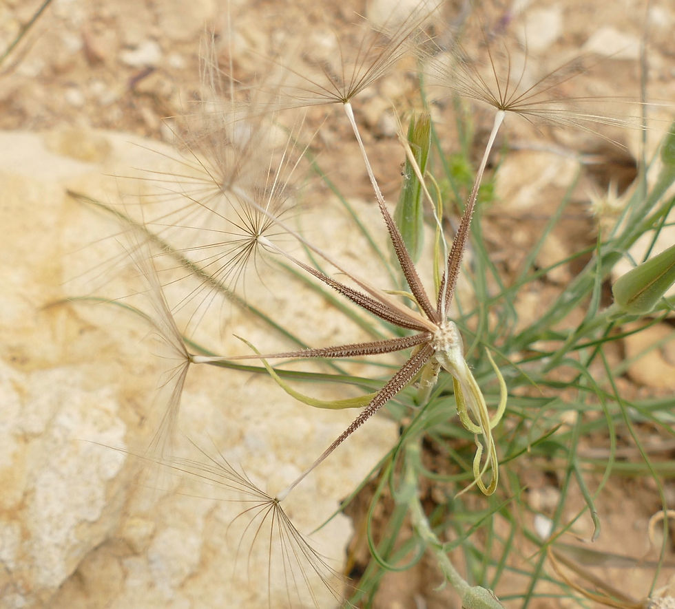 Tragopogon crocifolius